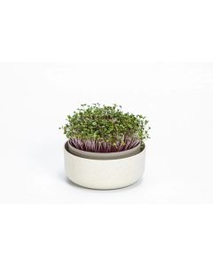 26280 Image 1