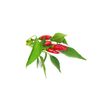 410336 Image 1
