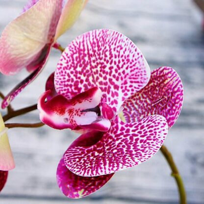 Kunstpflanzen / Orchidee