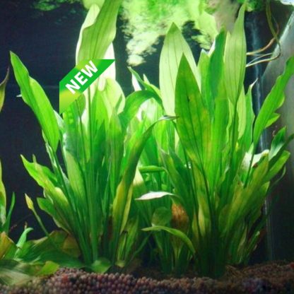 Künstliche Pflanze für Aquarium  2