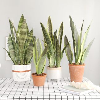 Künstliche Sansevieria  1