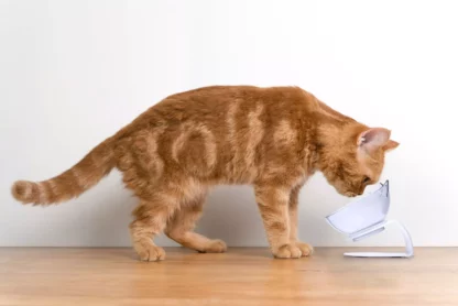 Futternapf für Katzen mit Neigung 350 ml - Image 3