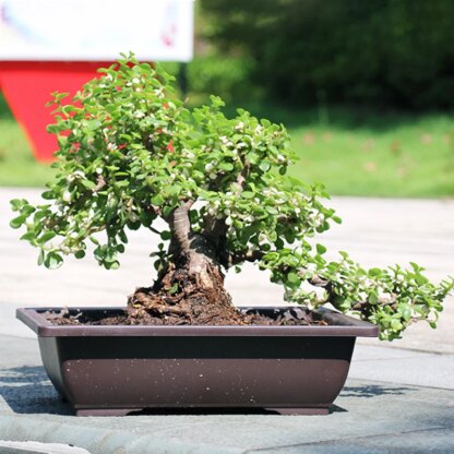 Bonsai-Topf - Image 4